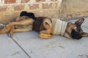 Sargento, la mascota héroe que salvó a su amo