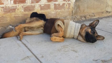 Sargento, la mascota héroe que salvó a su amo