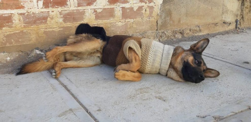 Sargento, la mascota héroe que salvó a su amo