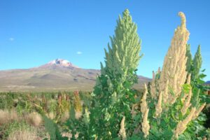 Precio de la quinua en Salinas de Garci Mendoza