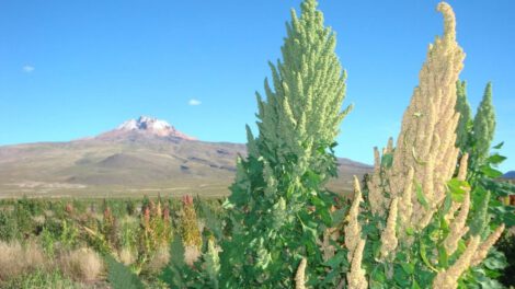 Precio de la quinua en Salinas de Garci Mendoza