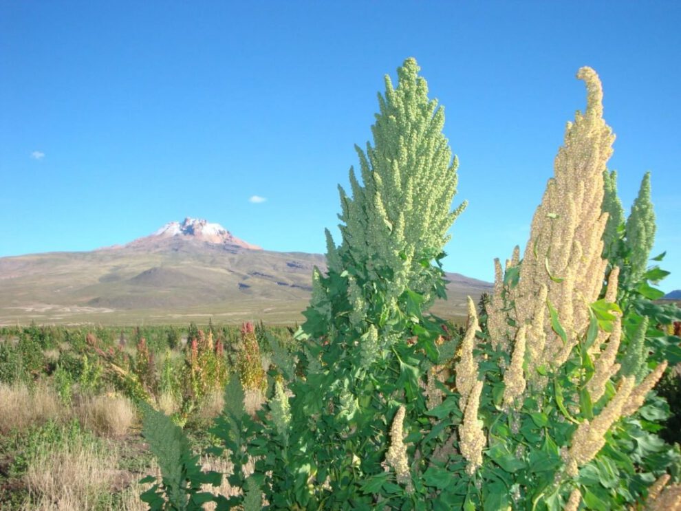 Precio de la quinua en Salinas de Garci Mendoza