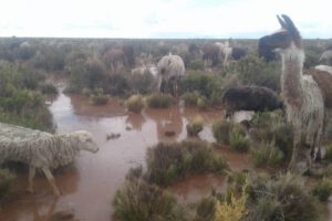 Toledo lluvia ganado