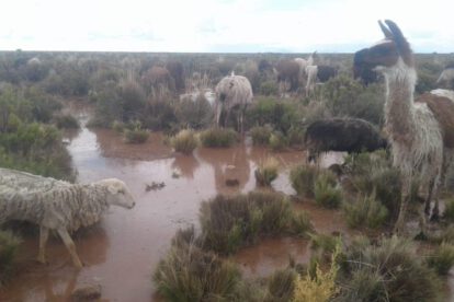 Toledo lluvia ganado