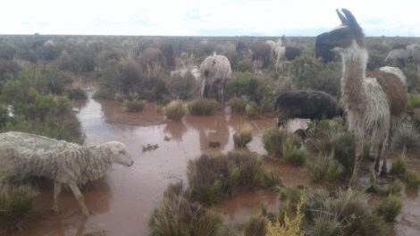 Toledo lluvia ganado