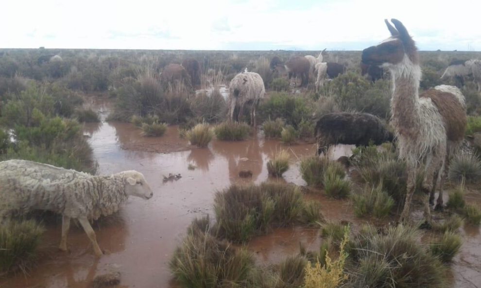Toledo lluvia ganado