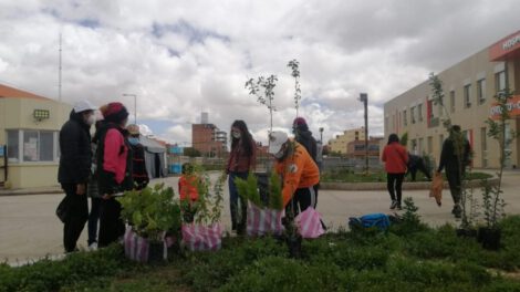 Plantan árboles frutales en las jardineras del Bloque Oruro-Corea