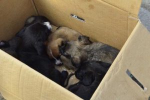 Rescatan cinco cachorros durante operativo en Cochabamba