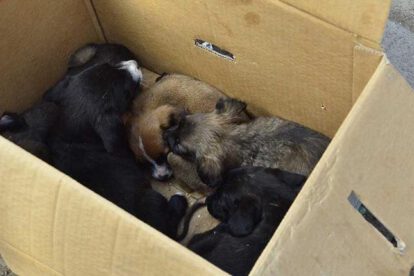 Rescatan cinco cachorros durante operativo en Cochabamba