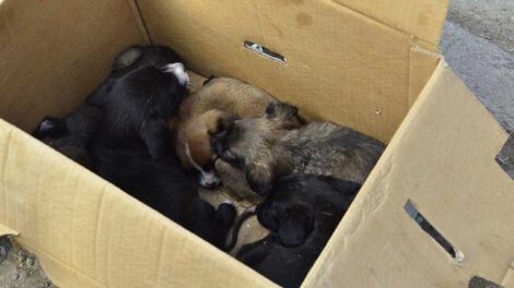 Rescatan cinco cachorros durante operativo en Cochabamba