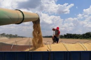 Biotecnología en la soya para aprovechar el alza del precio