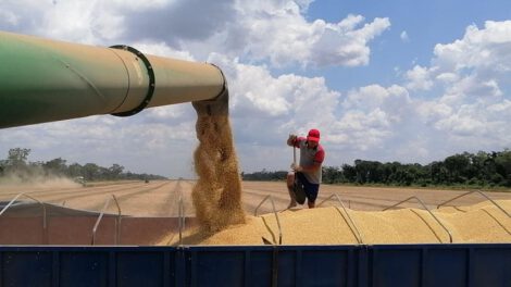 Biotecnología en la soya para aprovechar el alza del precio