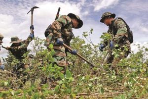 Erradicación de cultivos de coca en Bolivia