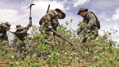 Erradicación de cultivos de coca en Bolivia