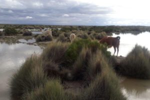 Lluvias y granizada en Escara afectan la agricultura y ganadería