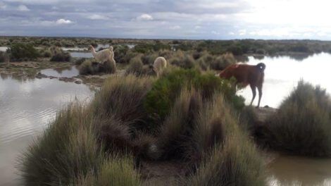 Lluvias y granizada en Escara afectan la agricultura y ganadería