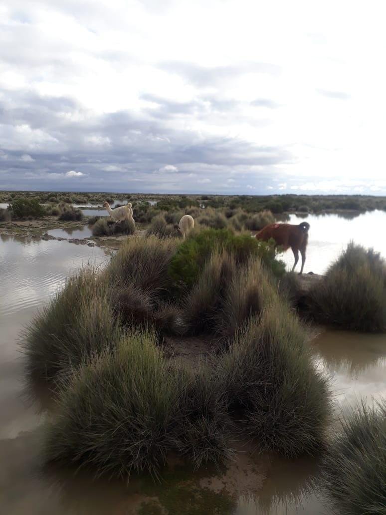 Lluvias y granizada en Escara afectan la agricultura y ganadería