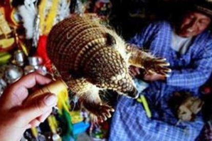 Cuidado de fauna silvestre durante el Carnaval de Oruro