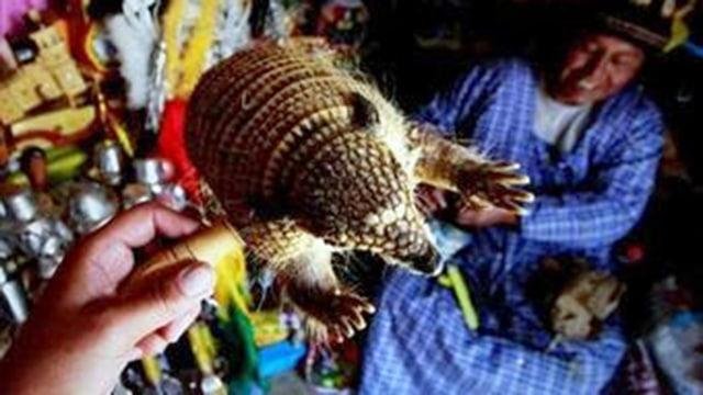 Cuidado de fauna silvestre durante el Carnaval de Oruro
