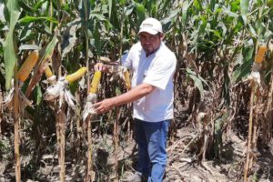Biotecnología en maíz para aumentar la producción