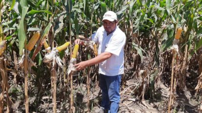 Biotecnología en maíz para aumentar la producción
