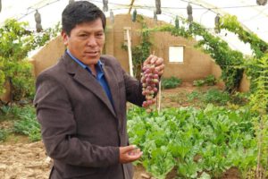 Producción de uva dulce en Caracollo