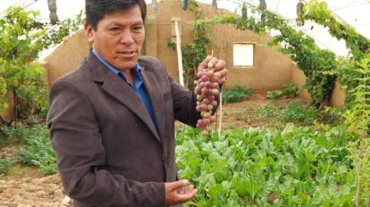 Producción de uva dulce en Caracollo