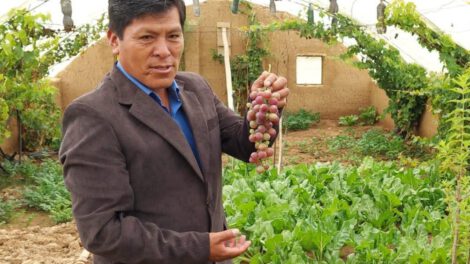Producción de uva dulce en Caracollo