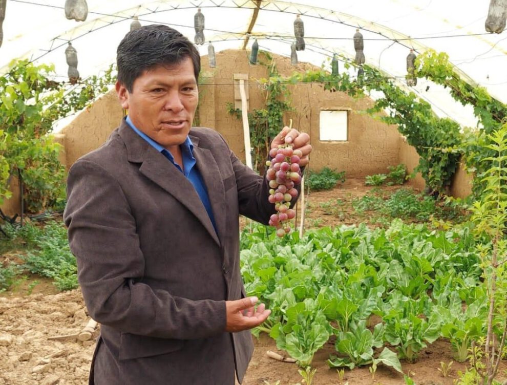 Producción de uva dulce en Caracollo