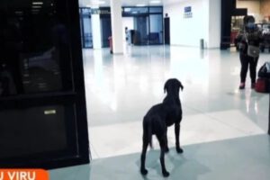 Perro espera a su amo en el aeropuerto de Viru Viru