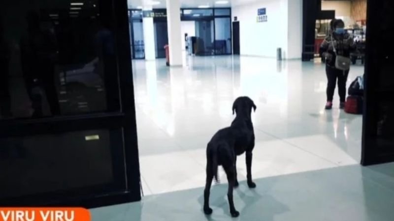Perro espera a su amo en el aeropuerto de Viru Viru