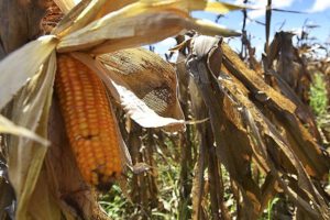 Gobierno restringe exportación de alimentos en Bolivia