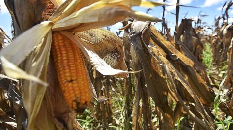 Gobierno restringe exportación de alimentos en Bolivia