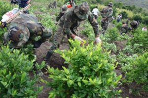 Producción de coca bordea las 30.000 hectáreas