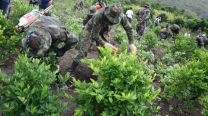 Producción de coca bordea las 30.000 hectáreas