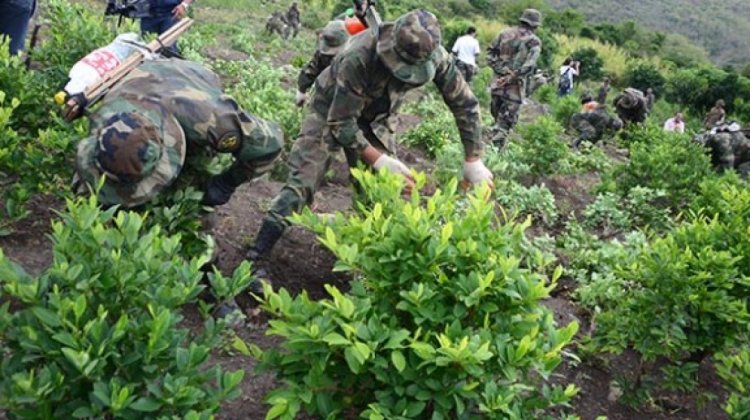 Producción de coca bordea las 30.000 hectáreas