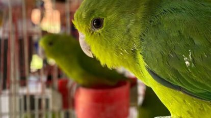Controles contra el tráfico de animales silvestres en Santa Cruz