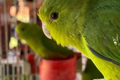 Controles contra el tráfico de animales silvestres en Santa Cruz