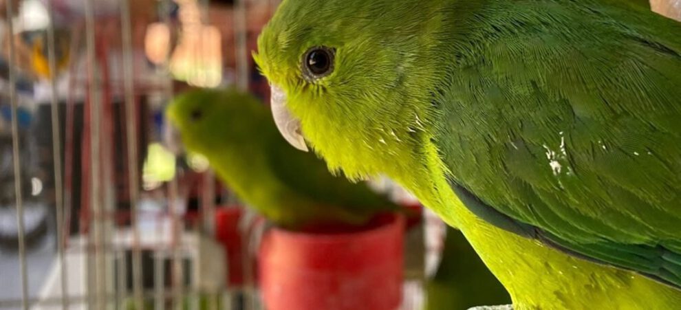Controles contra el tráfico de animales silvestres en Santa Cruz