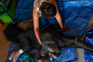 Osa Valentina que murió a causa de múltiples golpes