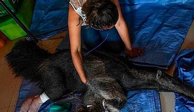 Osa Valentina que murió a causa de múltiples golpes