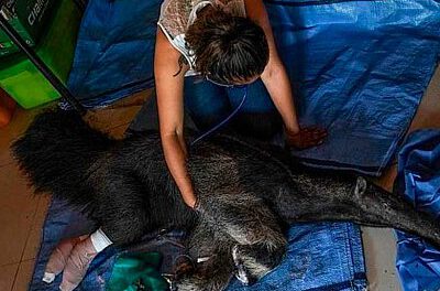 Osa Valentina que murió a causa de múltiples golpes
