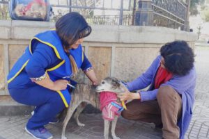 Los propietarios de mascotas acuden a los puntos de vacunación responsablemente
