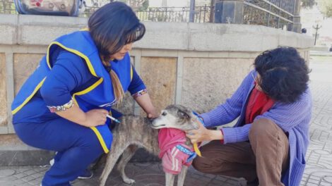 Los propietarios de mascotas acuden a los puntos de vacunación responsablemente