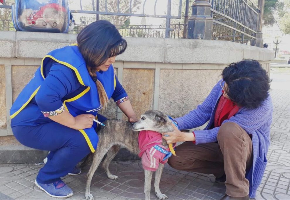 Los propietarios de mascotas acuden a los puntos de vacunación responsablemente