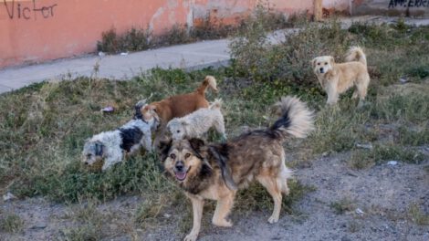 Zoonosis Oruro captura canes en la calle