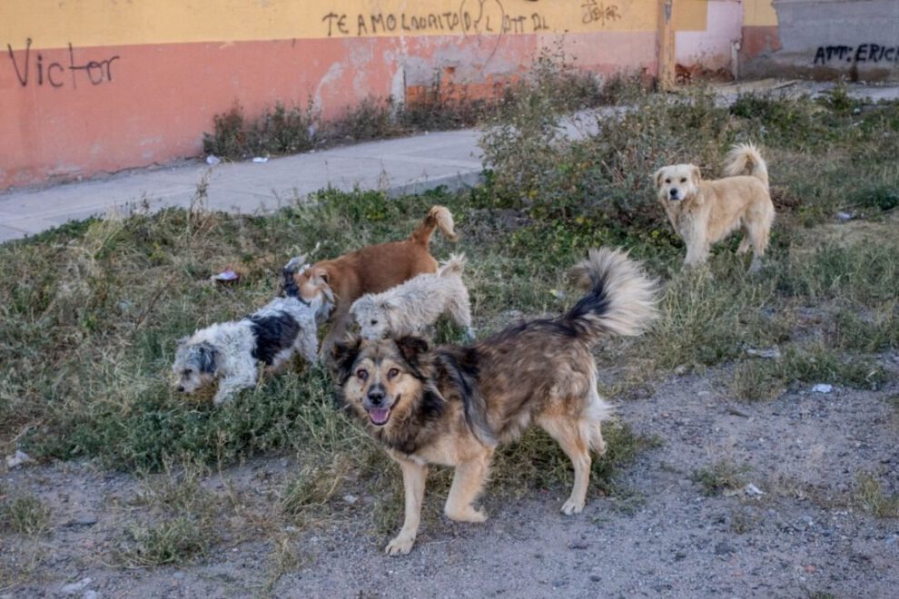 Zoonosis Oruro captura canes en la calle