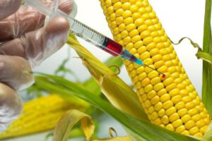 Alimentos libres de transgénicos