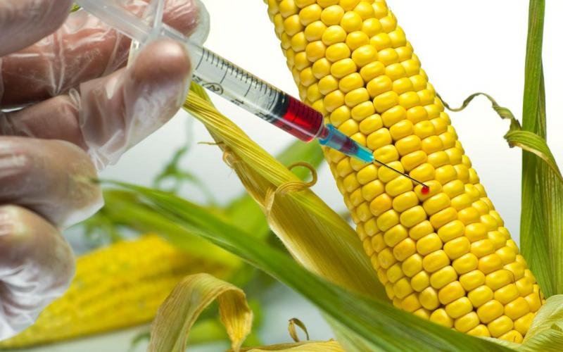 Alimentos libres de transgénicos