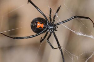 Araña viuda negra en Potosí
